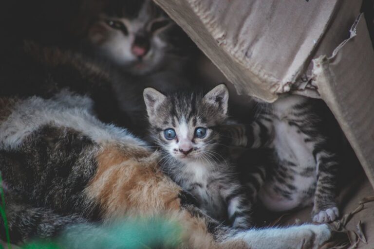 10 Best Electric Litter Box for Cats in 2026