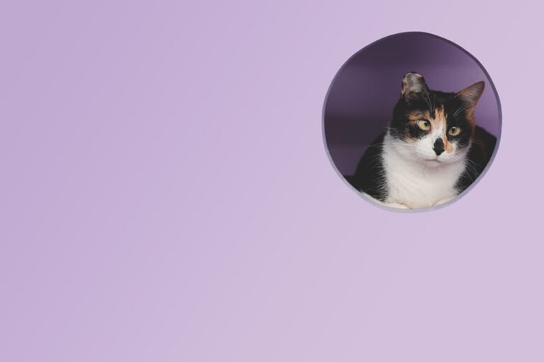 10 Best Automatic Litter Boxes for Small Spaces in 2026