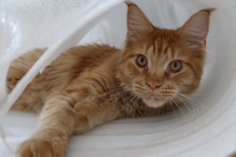 10 Best Litter Boxes for Maine Coon Cats in 2026